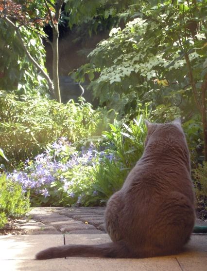 Blick in den Garten