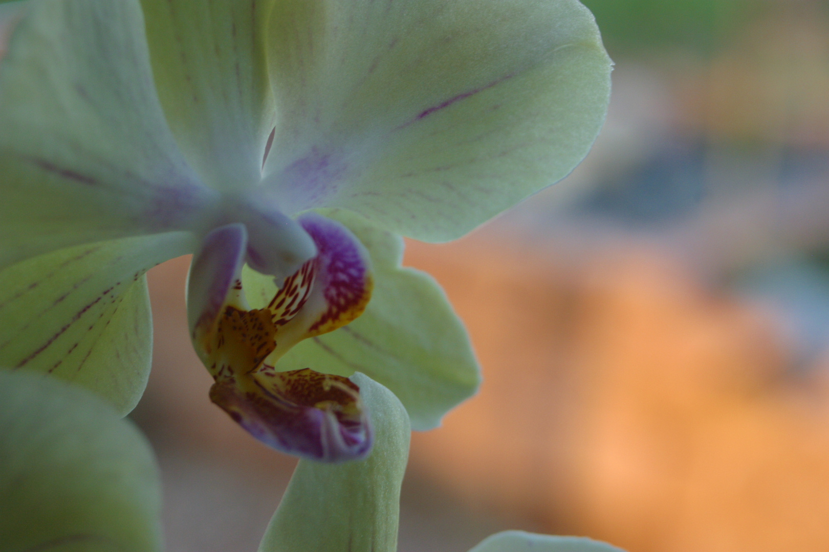 Blick in den Garten