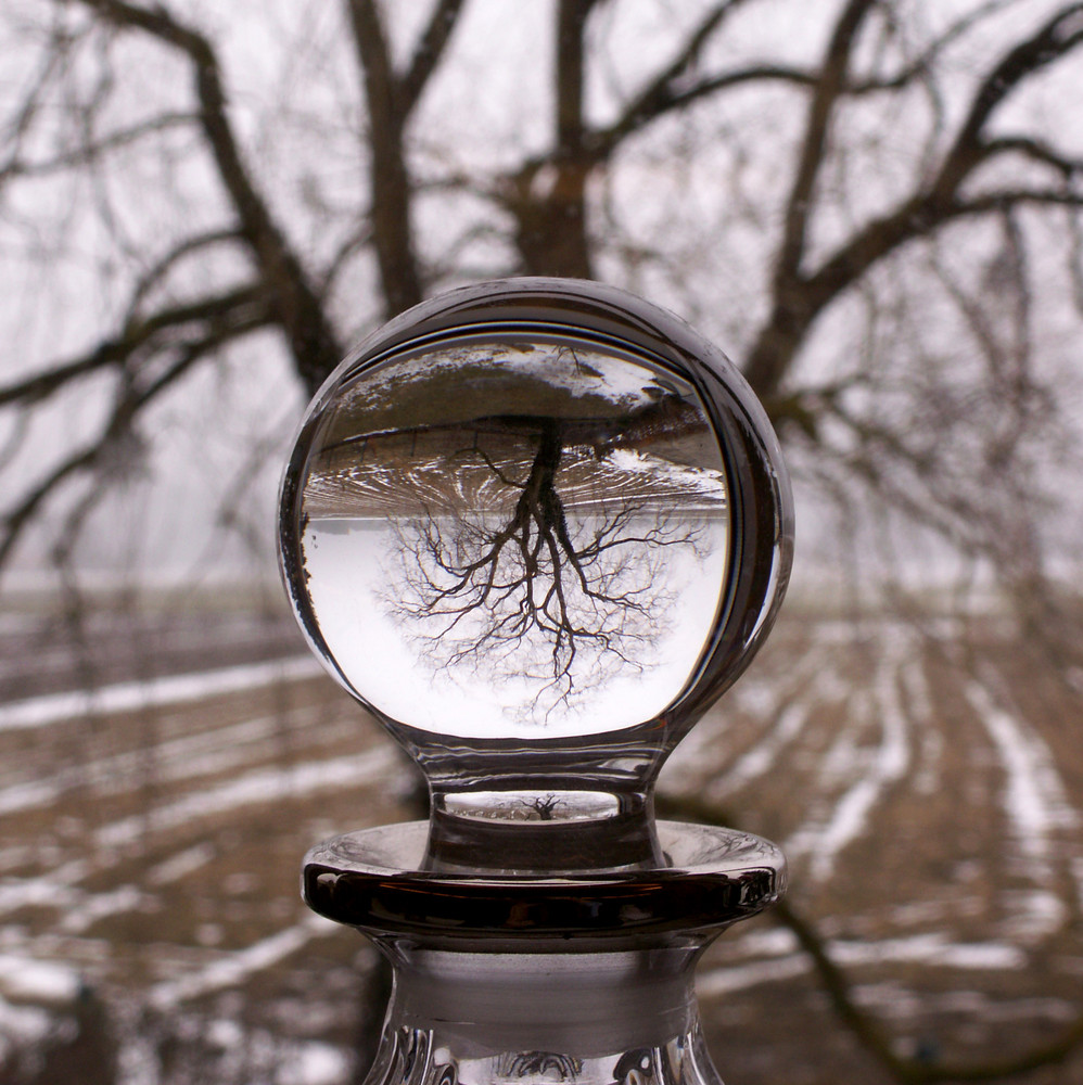 Blick in den Garten