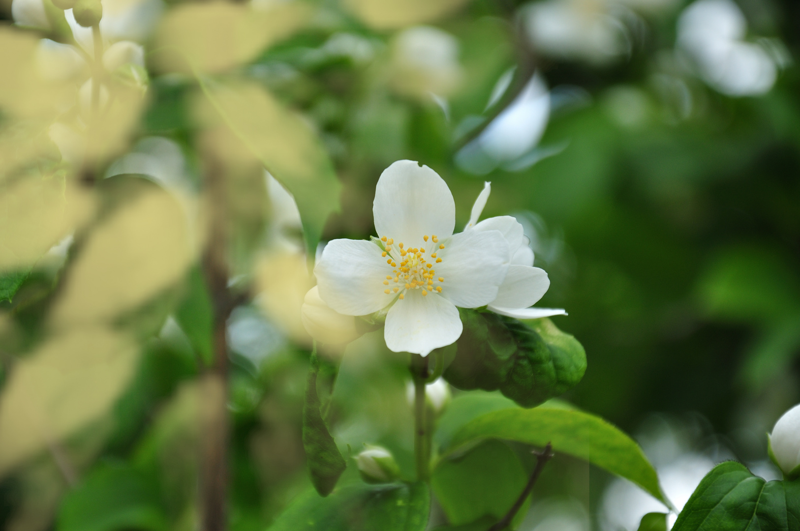 Blick in den Garten