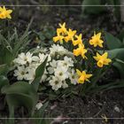 Blick in den Garten - vor einer Woche