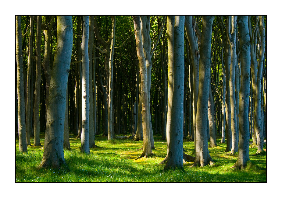 Blick in den Gespensterwald