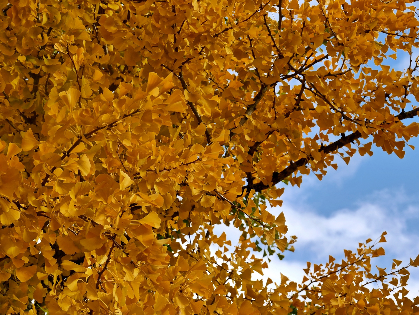 Blick in den Ginkgobaum 