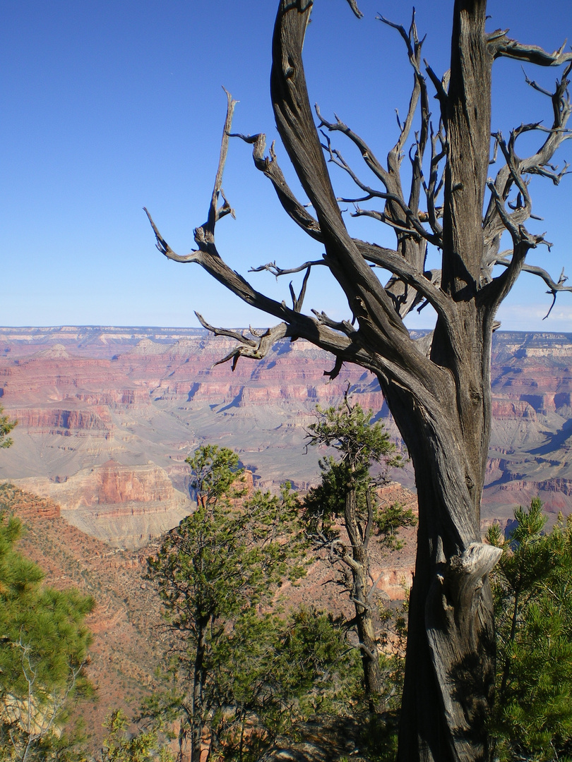 Blick in den Grand Canyon