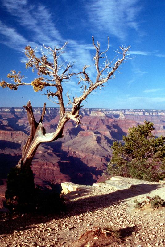 Blick in den Grand Canyon