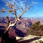 Blick in den Grand Canyon