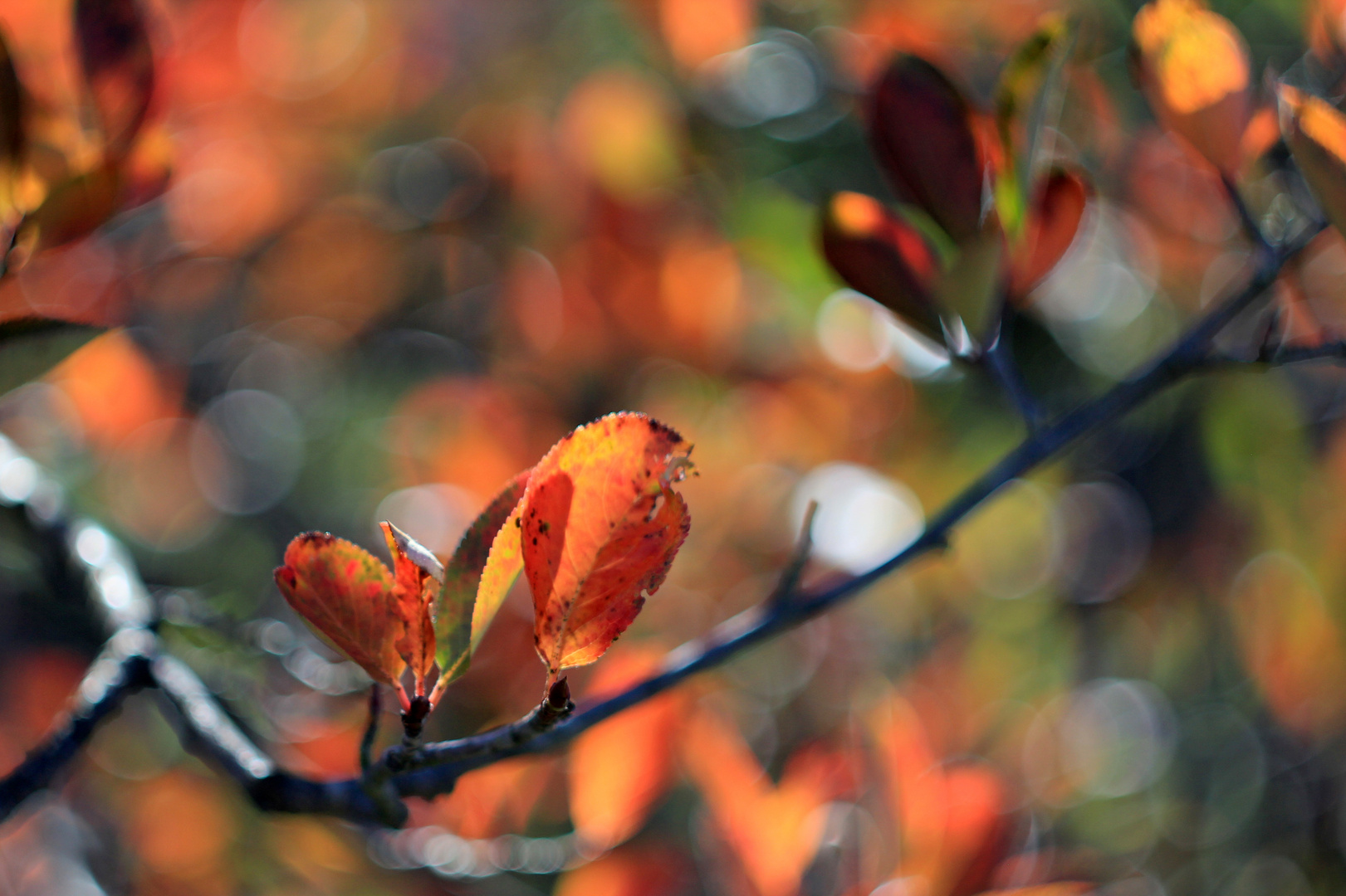 Blick in den Herbst