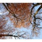 Blick in den Herbst-Baum-Himmel...