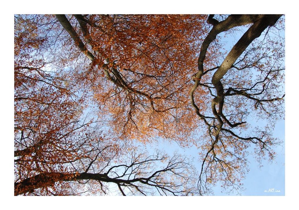 Blick in den Herbst-Baum-Himmel...