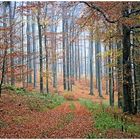 Blick in den herbstlichen Buchenwald !