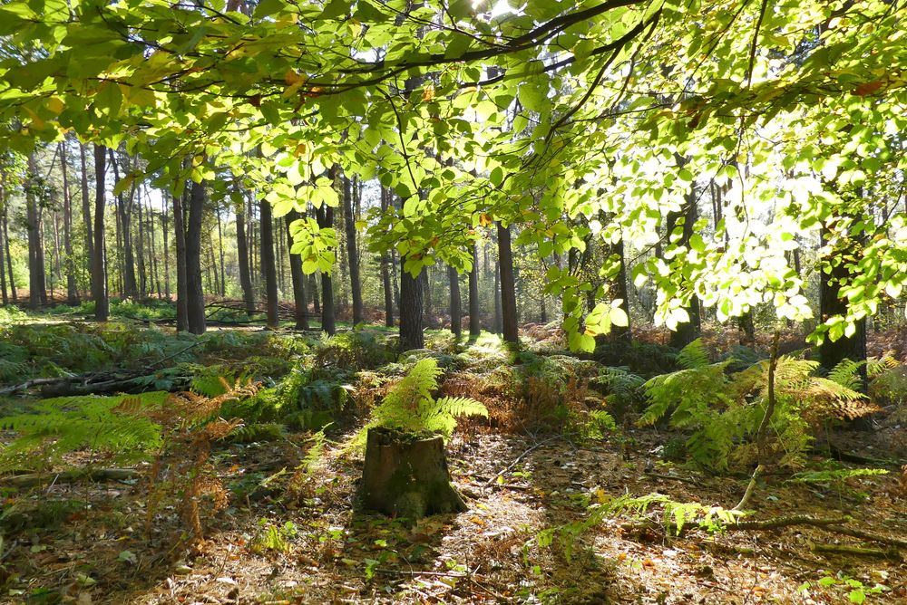 Blick in den herbstlichen Wald ...