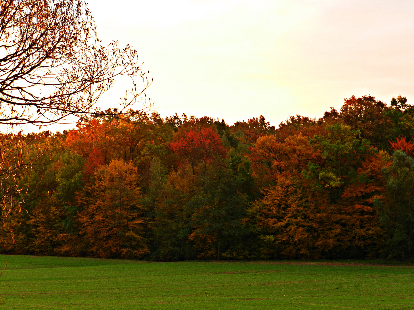 Blick in den herbstlichen Wald