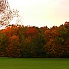 Blick in den herbstlichen Wald