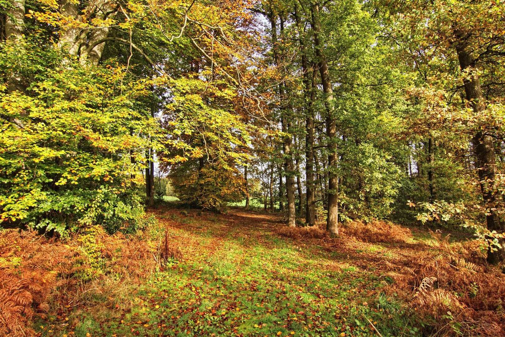 Blick in den Herbstwald 