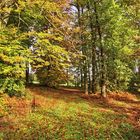 Blick in den Herbstwald 