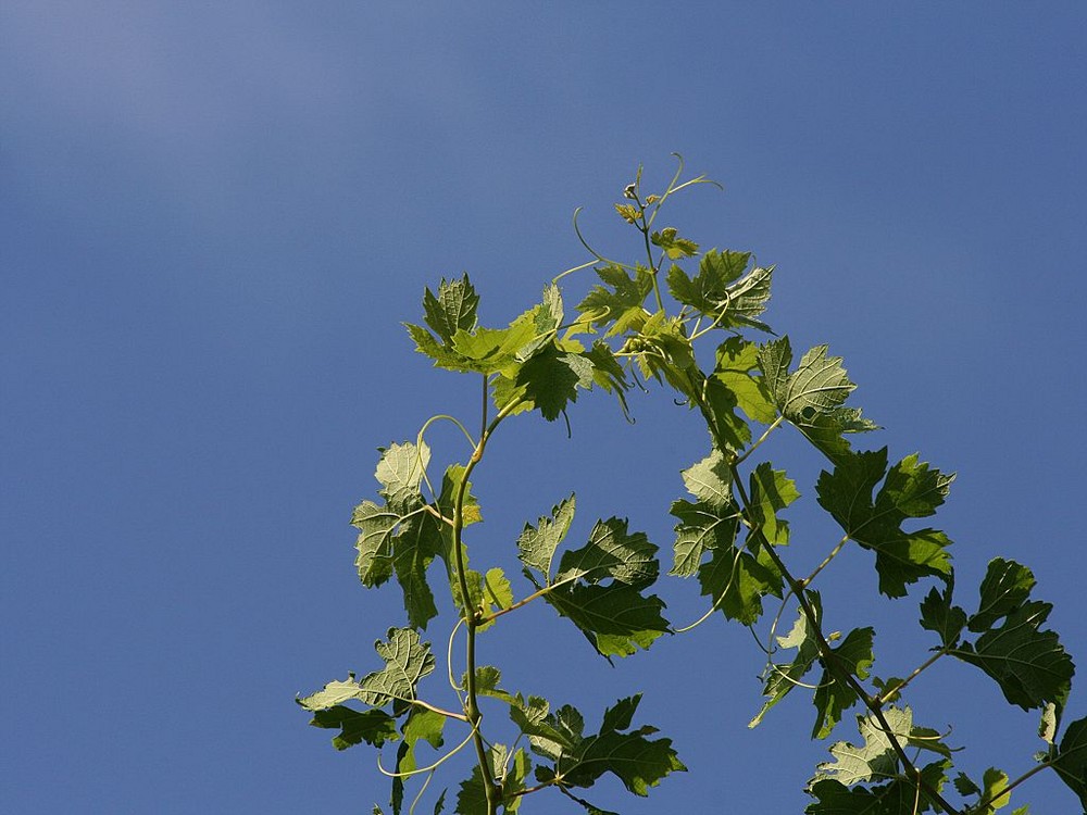 Blick in den Himmel