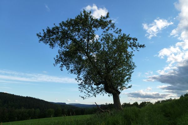 Blick in den Himmel....