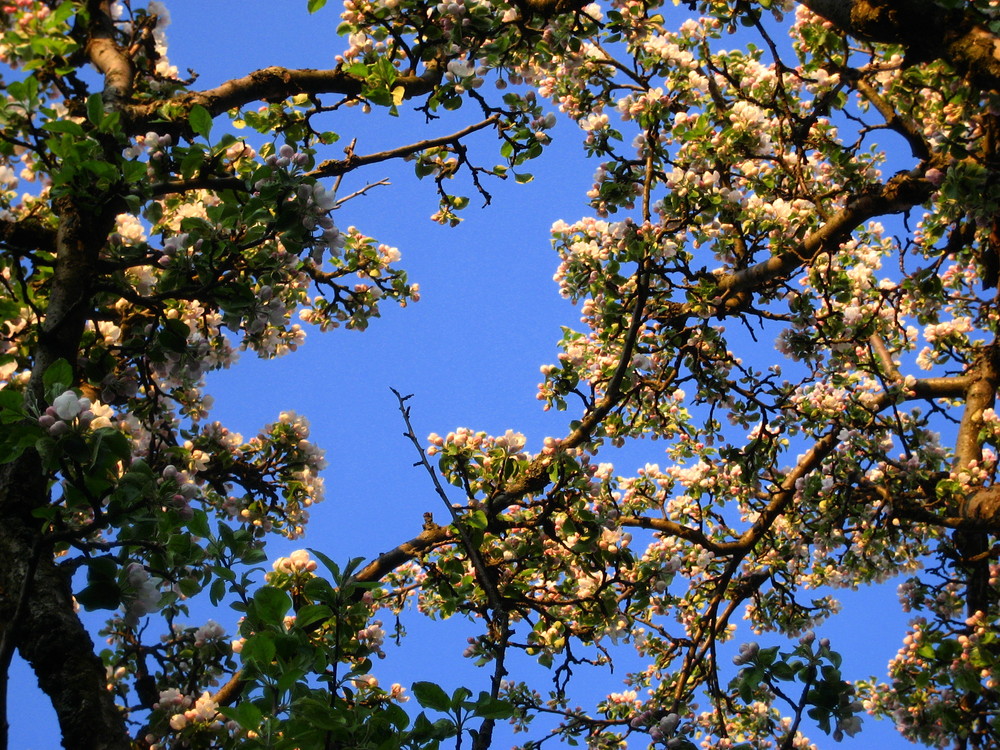 Blick in den Himmel