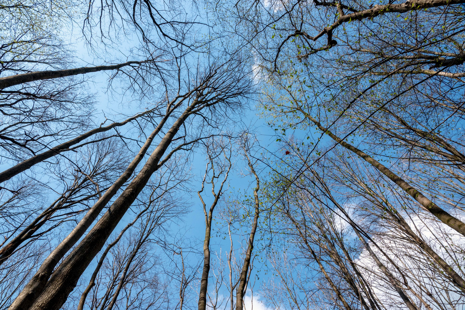 Blick in den Himmel