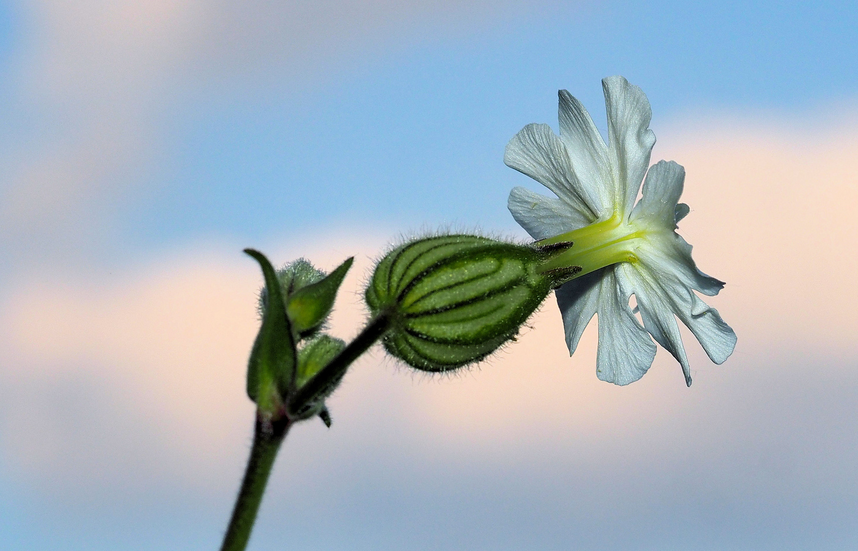 Blick in den Himmel … 