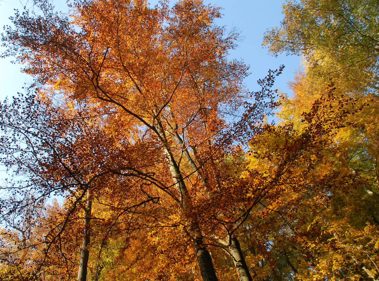 Blick in den Himmel