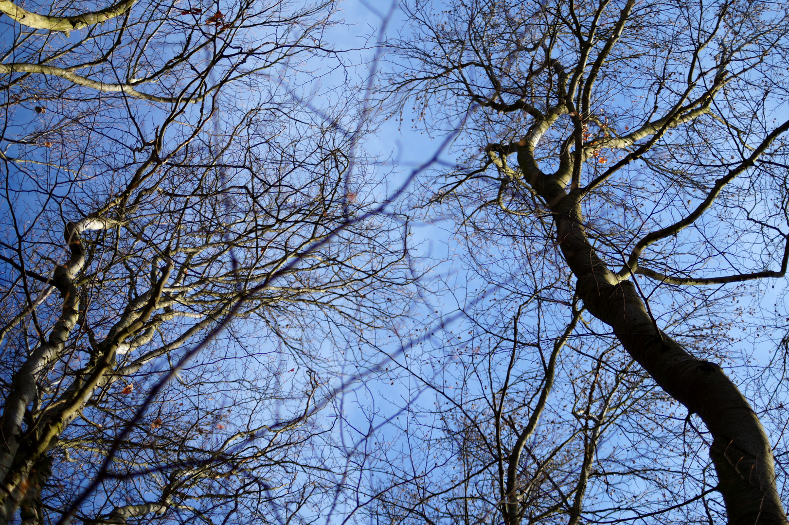 Blick in den Himmel