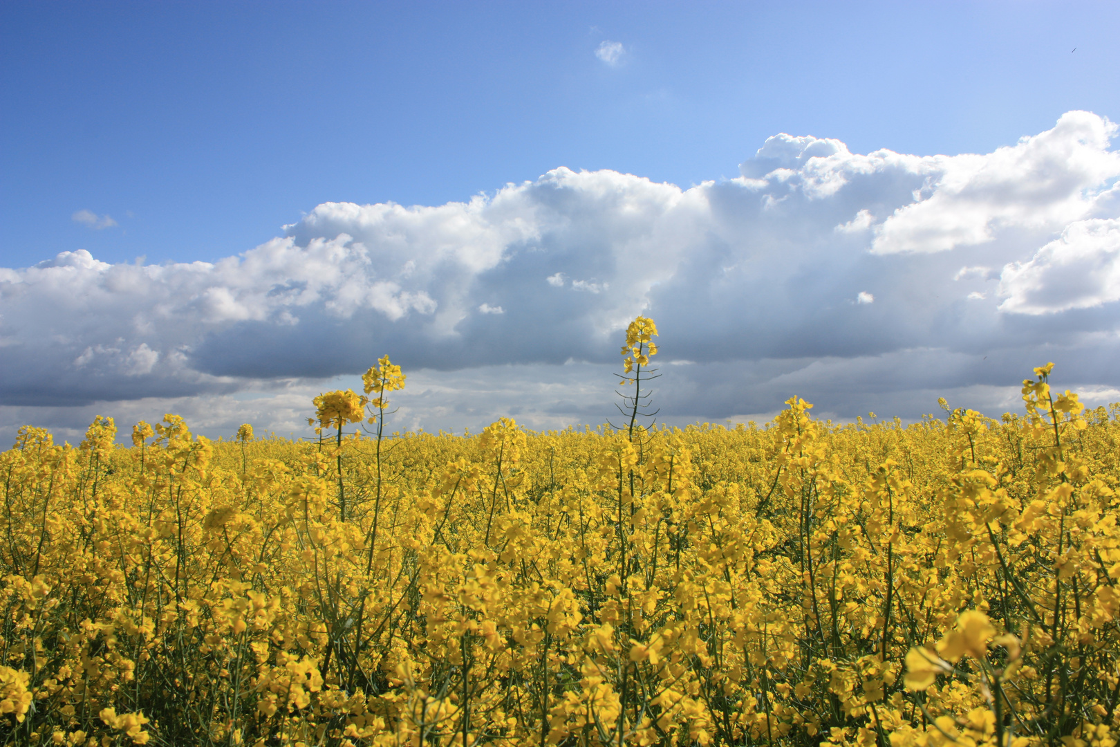 Blick in den Himmel