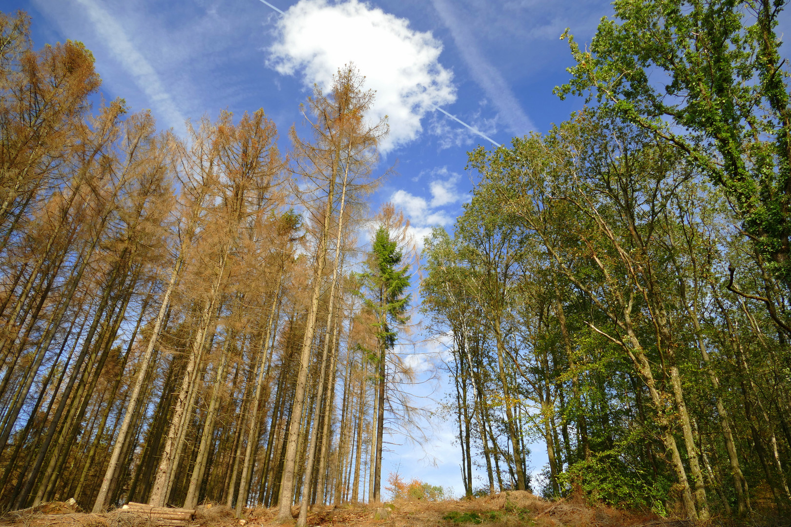 °°°° Blick in den Himmel °°°°