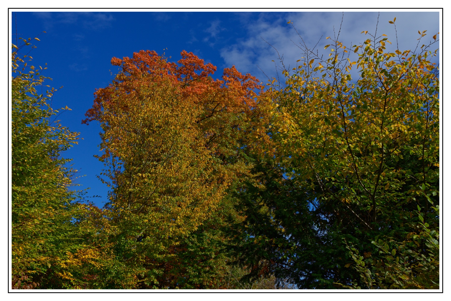 Blick in den Himmel mit Herbstlaub_DSC1335