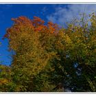 Blick in den Himmel mit Herbstlaub_DSC1335