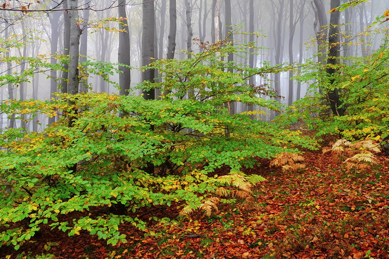 Blick in den Hochwald...