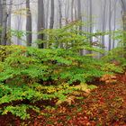 Blick in den Hochwald...