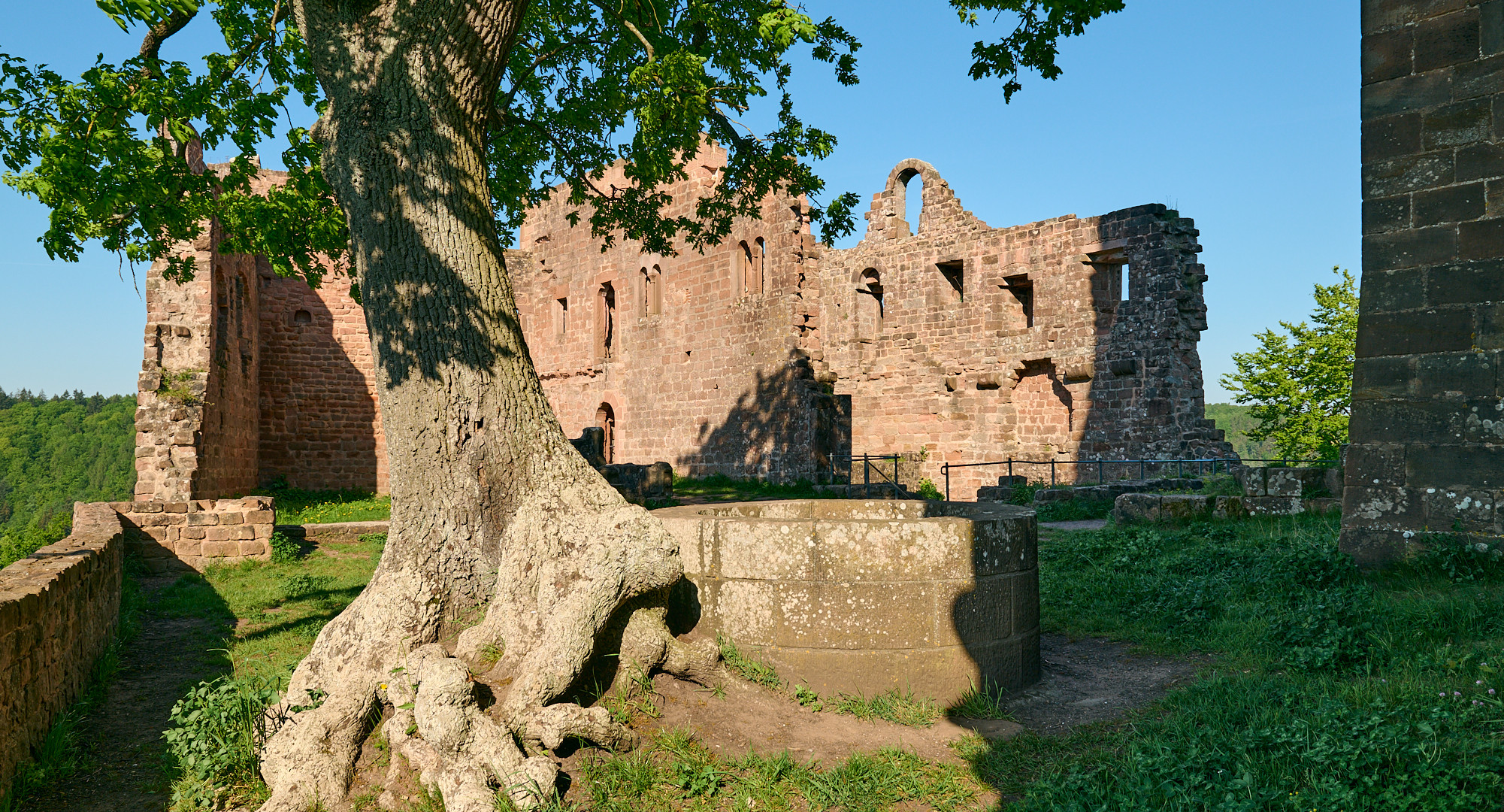 Blick in den Innenhof der Burg Hohenecken, die Eiche mit ihren beeindruckenden Wurzeln,