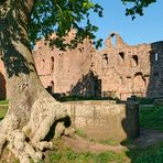 Blick in den Innenhof der Burg Hohenecken, die Eiche mit ihren beeindruckenden Wurzeln,