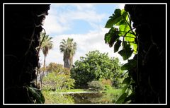 Blick in den "Jardin Aquatico" in Puerto de la Cruz