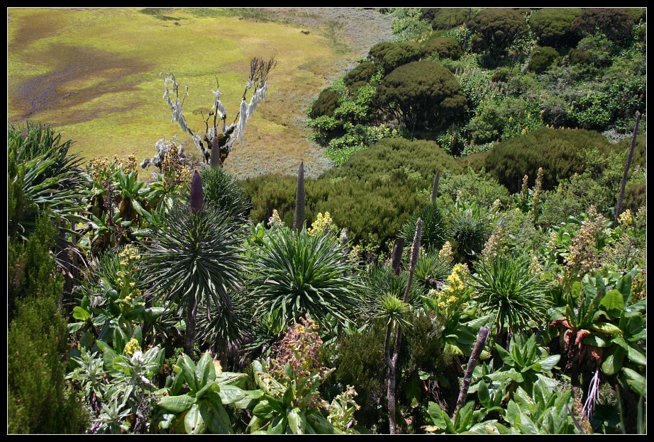 Blick in den Krater des Mt. Gahinga Vulkans, Uganda