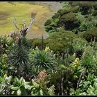 Blick in den Krater des Mt. Gahinga Vulkans, Uganda