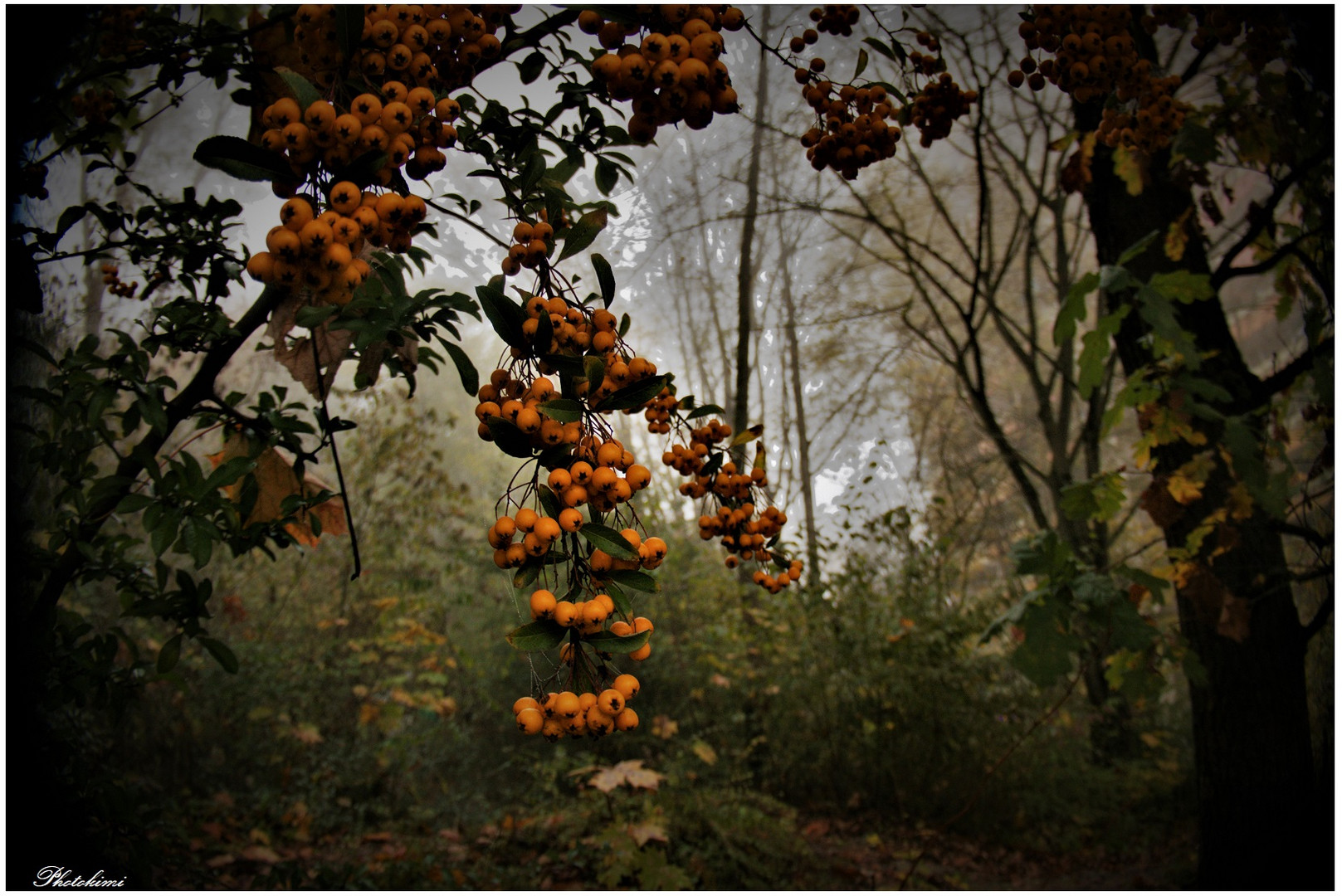 Blick in den lichten Wald