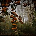 Blick in den lichten Wald