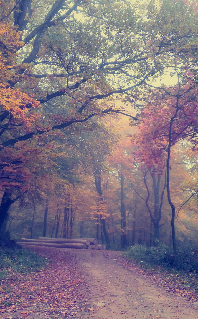 Blick in den Märchen Wald