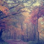 Blick in den Märchen Wald