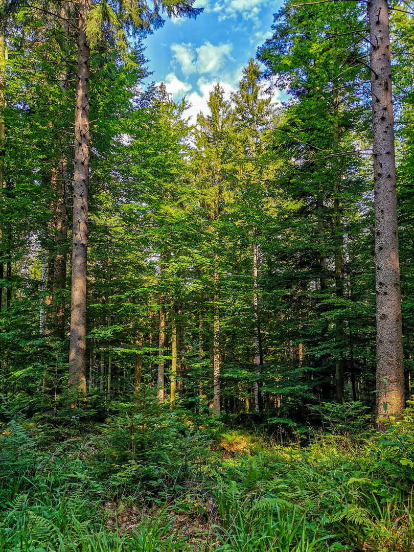 Blick in den Mischwald