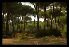 Blick in den Nationalpark Donana