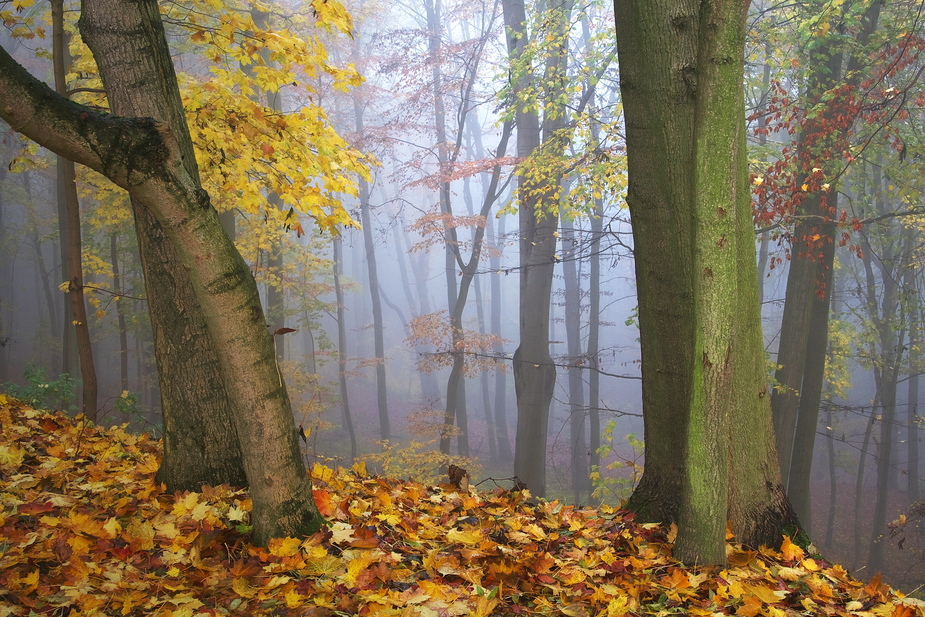 Blick in den Nebelwald