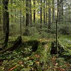 Blick in den Nordschwarzwald...