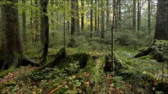 Blick in den Nordschwarzwald...