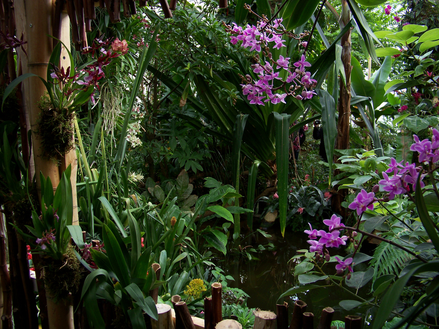 Blick in den Orchideendschungel