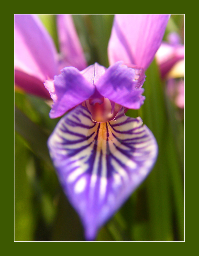 Blick in den "Schlund" einer Blüte