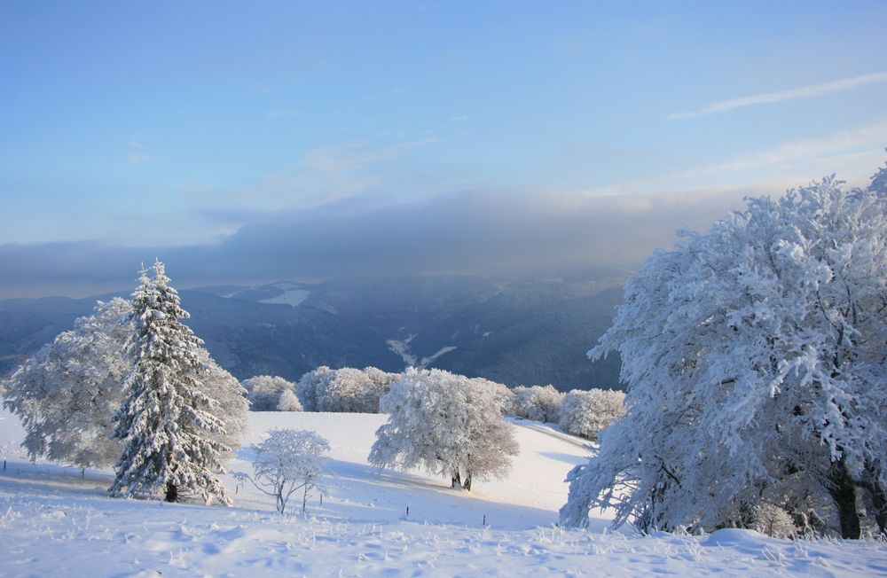 Blick in den Schwarzwald von Neli124 