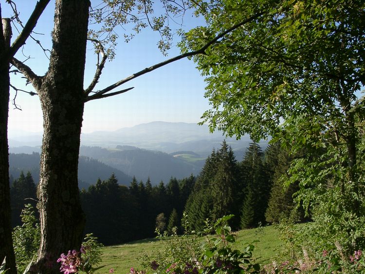 Blick in den Schwarzwald